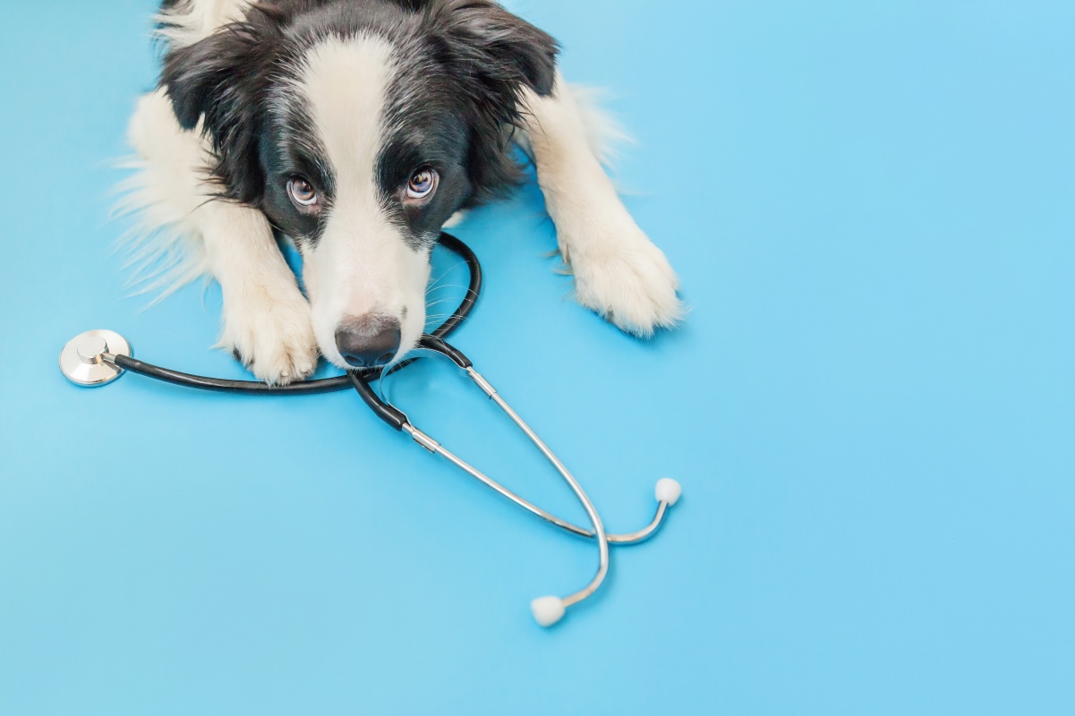 Puppy dog and stethoscope isolated on blue background; representing Veterinary Business Loans.